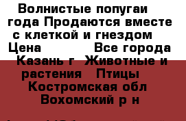 Волнистые попугаи, 2 года.Продаются вместе с клеткой и гнездом. › Цена ­ 2 800 - Все города, Казань г. Животные и растения » Птицы   . Костромская обл.,Вохомский р-н